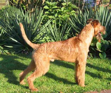 Unser Irish terrier Deckrden Rufus Under My Spell