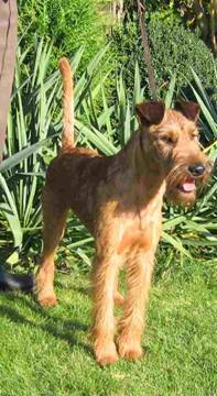 Unsere Irish Terrier Deckrden Rufus Under My Spell von vorn