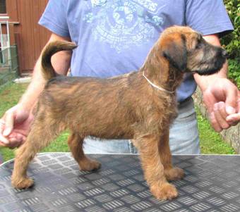 Irish terrier Welpen