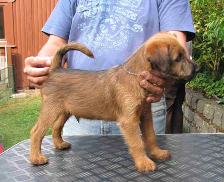 einige Irish Terrier