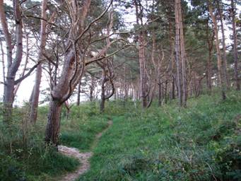 28.9.Prora Weg zum Strand2.jpg