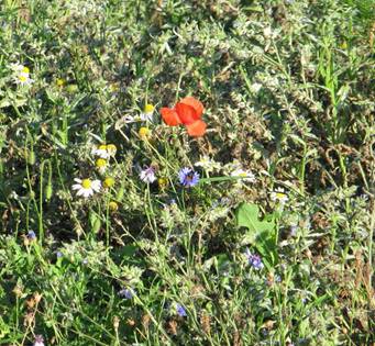 29.9.Mohn-und Kornblumenblten.jpg