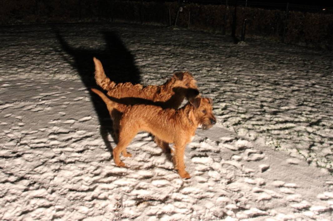 4.1. Rufi+Nessie im Schnee!.jpg