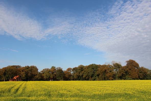 1.11.Herbst3.jpg