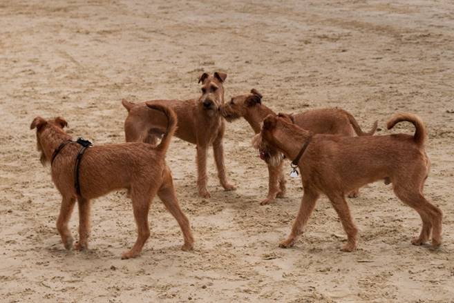 DSC7491_Titus_in_Heek,Trio.jpg