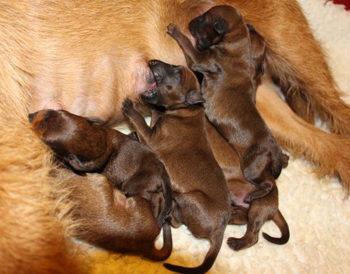 27.3.Pups_1.jpg