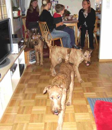 Lurvendhalis Irish Terrier