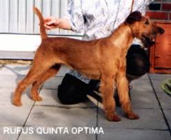 Quinta Optima