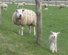 17.3.Lammetjes Texel.jpg