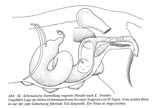 Situs tragender Uterus.jpg