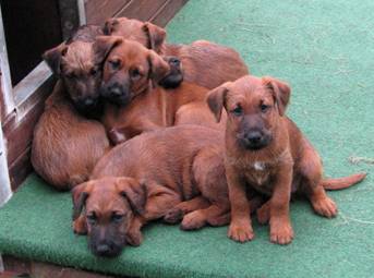 5.7.verschlafene pups_1.jpg