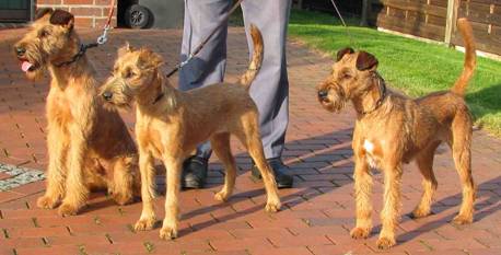 Rufi, Ruska und Stella