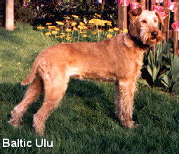 Baltic Ulu