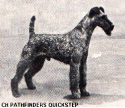 Irish Terrier Deckrden Ch Pathfinders Quickstep