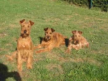 Lotti, Spicy and Sweetie in the sun