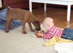 irish terrier puppie and Sara