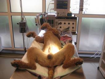 Irish terrier after surgery