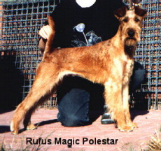 Irish Terrier broodbitch Rufus Magic Polestar