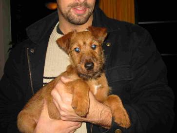 Terrier puppies