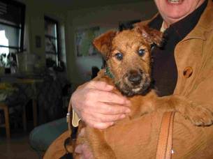 IRISH TERRIER