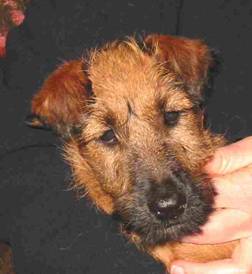 the Rufus