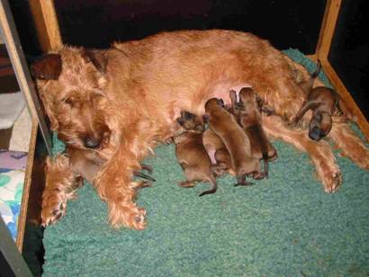 puppies at milkbar