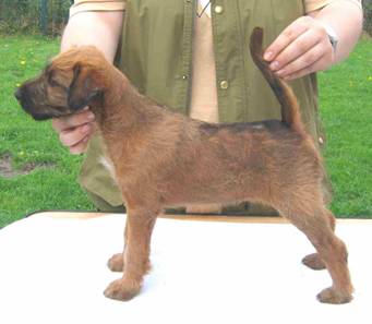 little rufus touch of class is standing on the table irish terrier