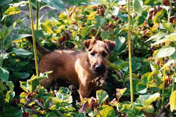 Little irish terrier lady Lotta as gartner