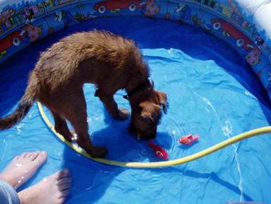 irish terrier Nelly loves water
