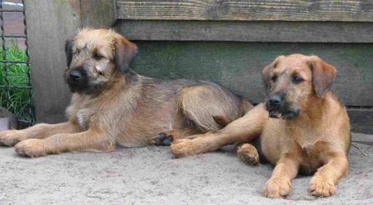 two lonely puppies