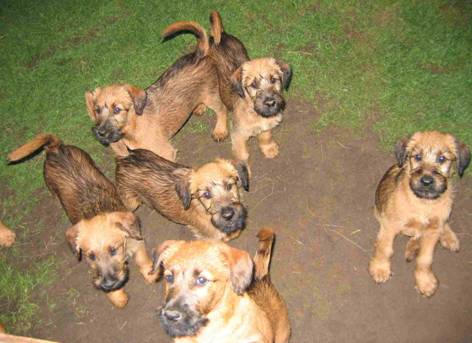 little irish terrier pirates