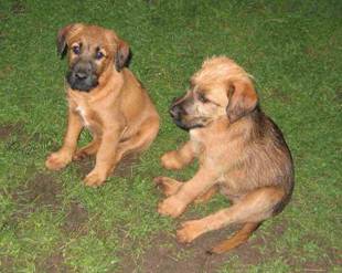 two puppie sitting on the grass