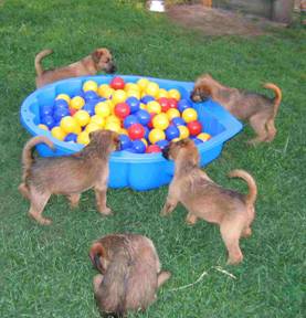 puppies in the ball bath
