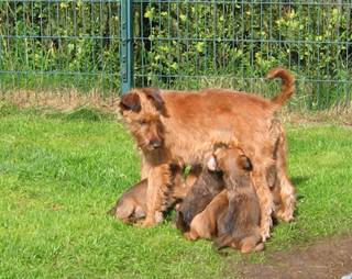 puppieis drinking at the milkbar