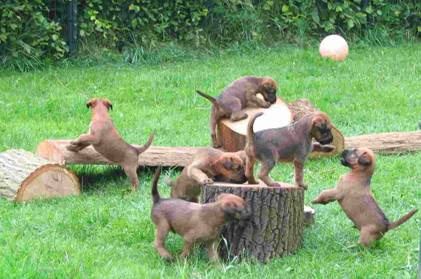 puppies exercising