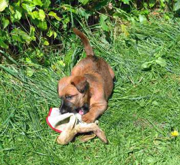 Puppie chewing a glove