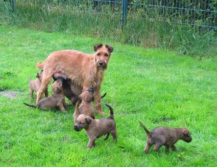 spicy with puppies outdoor