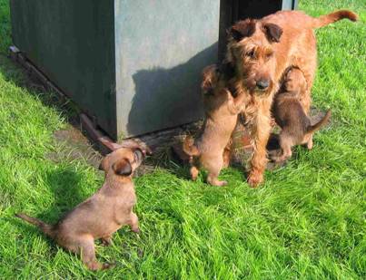 spicy with puppies in the garden