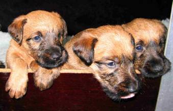 puppies looking out