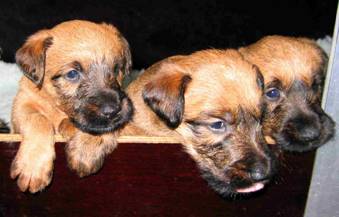 puppies looking out 