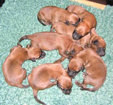 little puppies on a green blanket