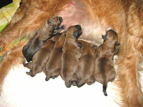 puppies at drinking