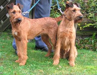 Stella  and Rufi are also good irish terriers , breeder Anne D. Schans