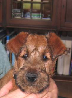 irish terrier Vagabond