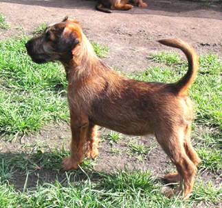 Joy of a terrier