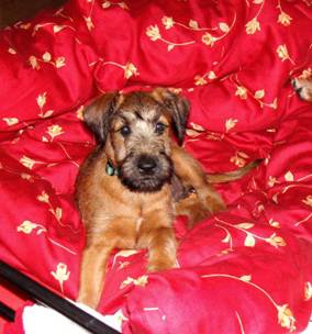 little joy laying on a red pillow