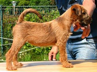 little irish terrie on a table