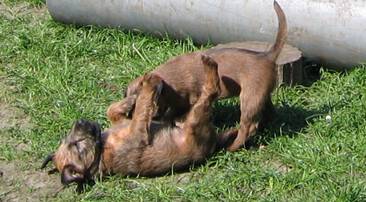 little irish terrier