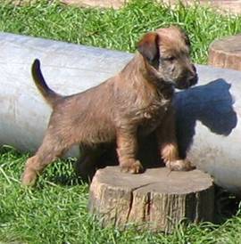 playing in the garden