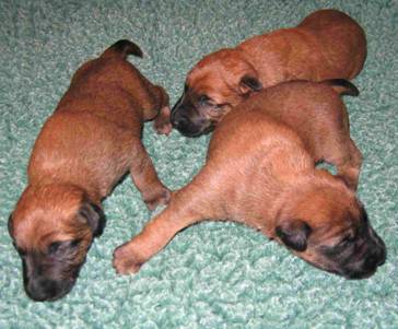 three little irish boys